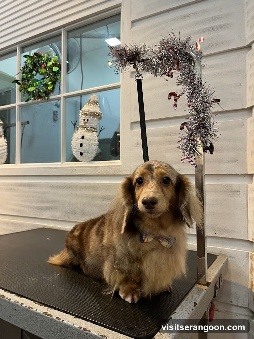 The Pets Workshop (Nex) - Dogs & Cats Grooming / Pet Spa Services in Serangoon Nex Mall