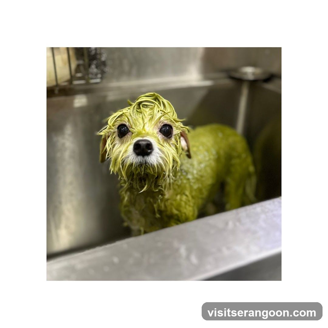The Pets Workshop (Nex) - Dogs & Cats Grooming / Pet Spa Services in Serangoon Nex Mall