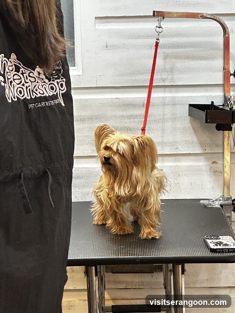 The Pets Workshop (Nex) - Dogs & Cats Grooming / Pet Spa Services in Serangoon Nex Mall