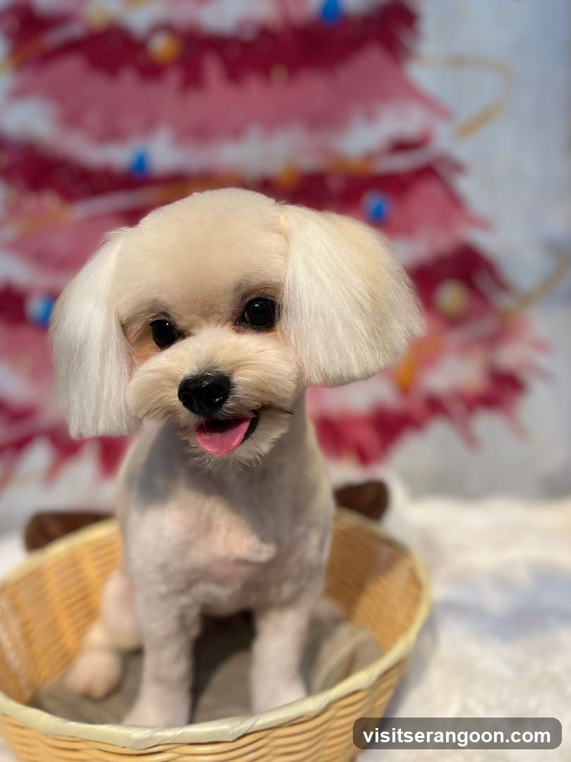 The Pets Workshop (Nex) - Dogs & Cats Grooming / Pet Spa Services in Serangoon Nex Mall