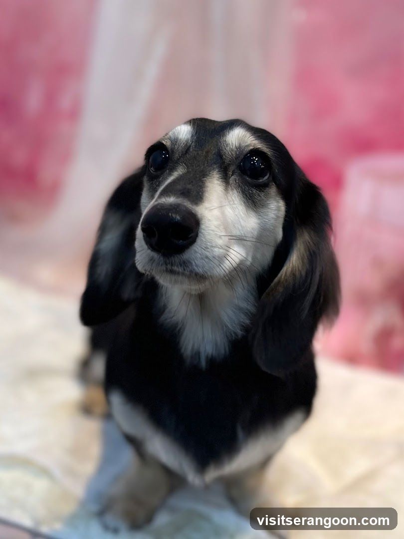 The Pets Workshop (Nex) - Dogs & Cats Grooming / Pet Spa Services in Serangoon Nex Mall