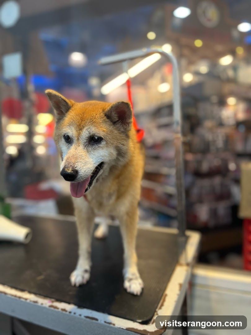 The Pets Workshop (Nex) - Dogs & Cats Grooming / Pet Spa Services in Serangoon Nex Mall