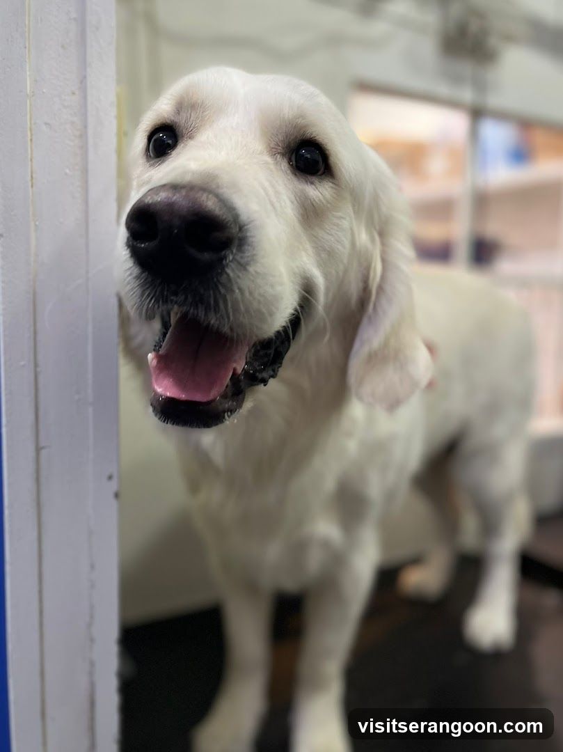 The Pets Workshop (Nex) - Dogs & Cats Grooming / Pet Spa Services in Serangoon Nex Mall