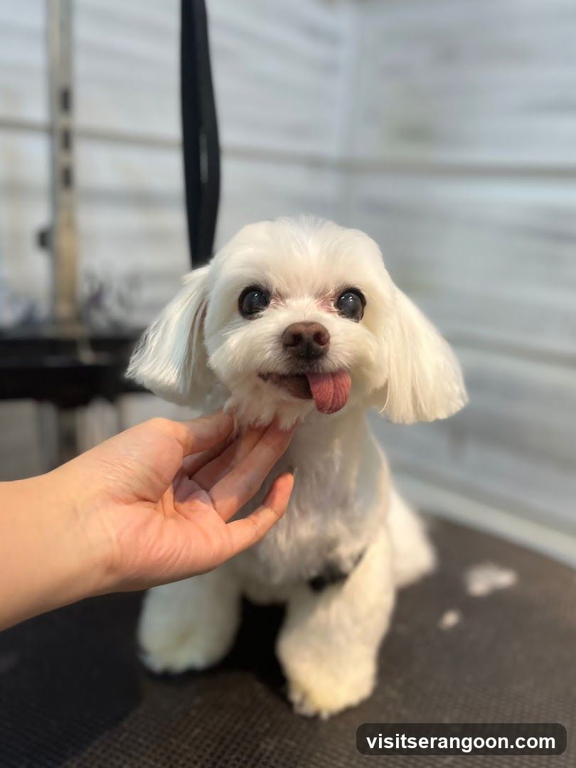 The Pets Workshop (Nex) - Dogs & Cats Grooming / Pet Spa Services in Serangoon Nex Mall