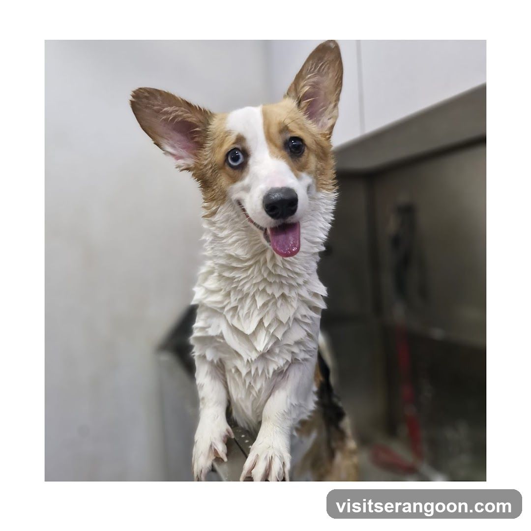 The Pets Workshop (Nex) - Dogs & Cats Grooming / Pet Spa Services in Serangoon Nex Mall