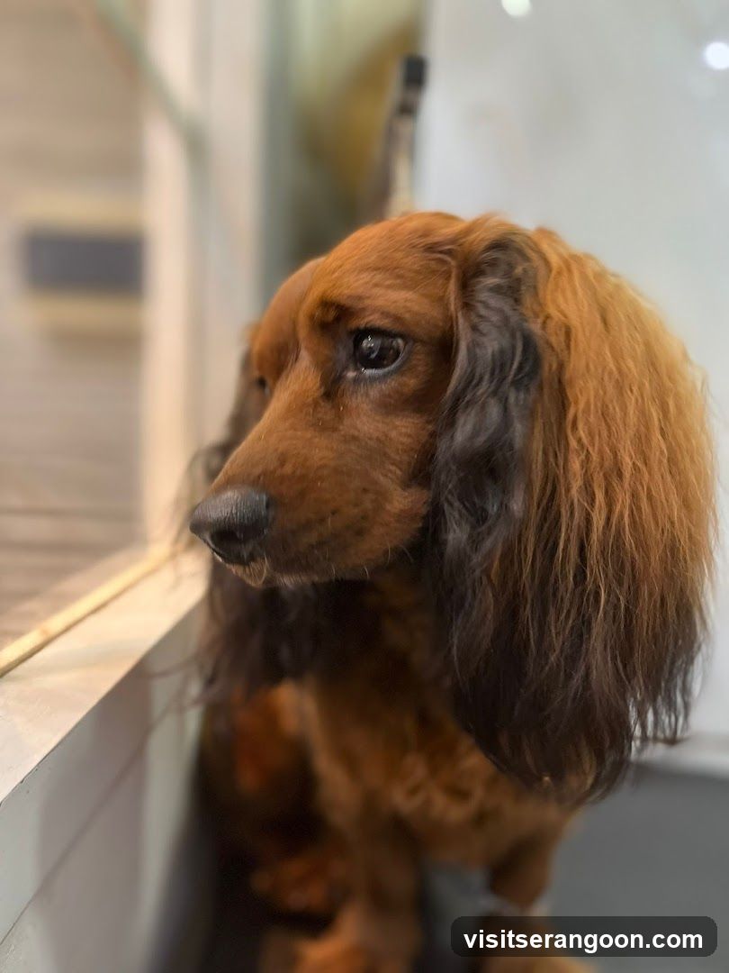 The Pets Workshop (Nex) - Dogs & Cats Grooming / Pet Spa Services in Serangoon Nex Mall