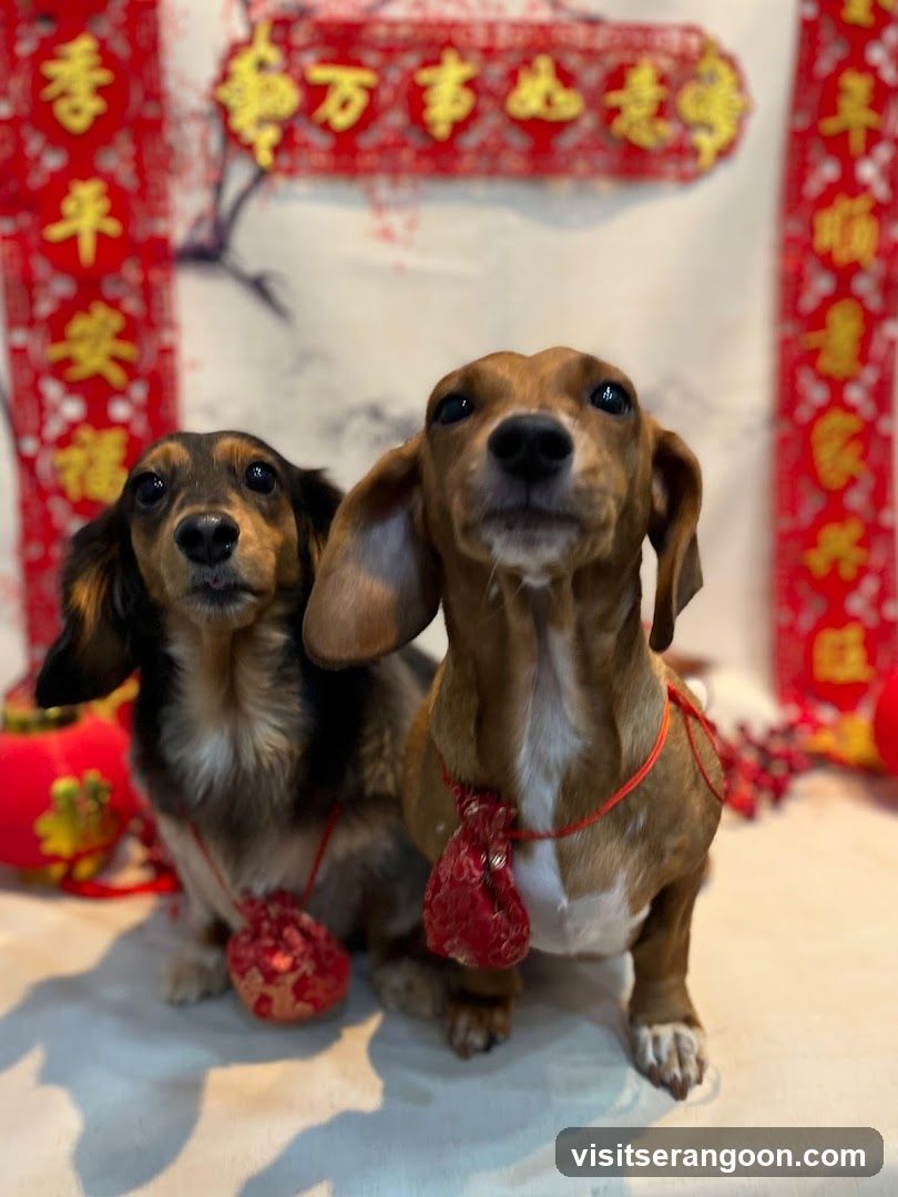 The Pets Workshop (Nex) - Dogs & Cats Grooming / Pet Spa Services in Serangoon Nex Mall