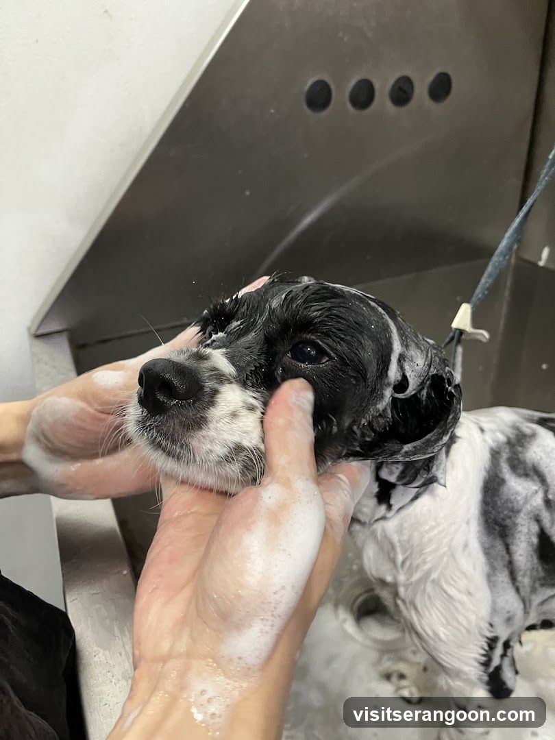 The Pets Workshop (Nex) - Dogs & Cats Grooming / Pet Spa Services in Serangoon Nex Mall