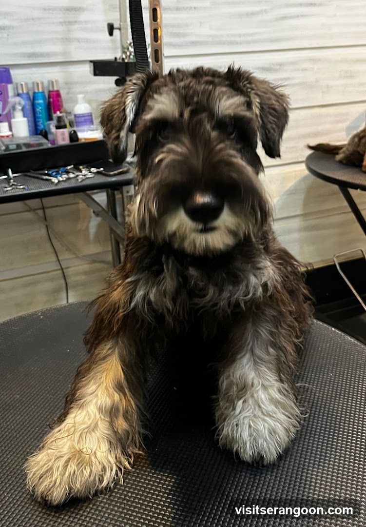 The Pets Workshop (Nex) - Dogs & Cats Grooming / Pet Spa Services in Serangoon Nex Mall