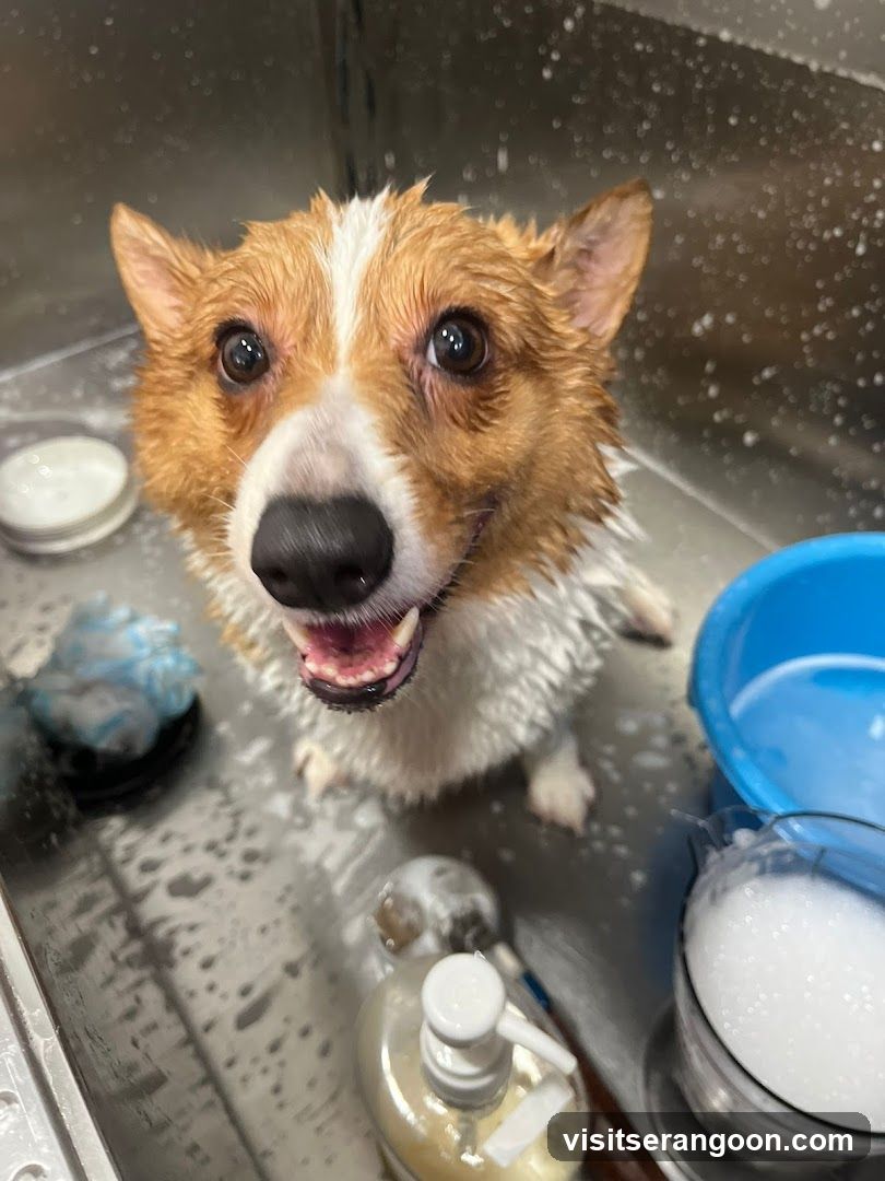 The Pets Workshop (Nex) - Dogs & Cats Grooming / Pet Spa Services in Serangoon Nex Mall