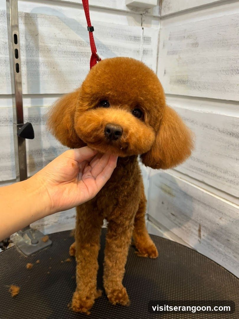 The Pets Workshop (Nex) - Dogs & Cats Grooming / Pet Spa Services in Serangoon Nex Mall