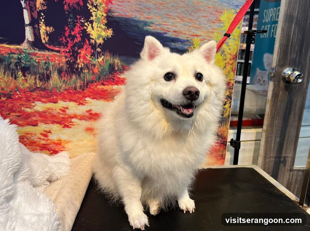 The Pets Workshop (Nex) - Dogs & Cats Grooming / Pet Spa Services in Serangoon Nex Mall