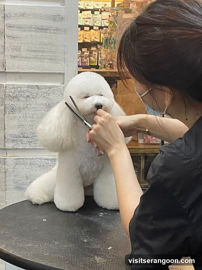 The Pets Workshop (Nex) - Dogs & Cats Grooming / Pet Spa Services in Serangoon Nex Mall
