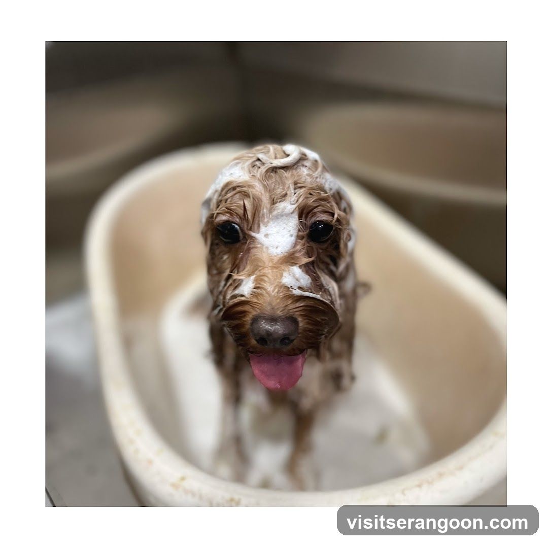 The Pets Workshop (Nex) - Dogs & Cats Grooming / Pet Spa Services in Serangoon Nex Mall