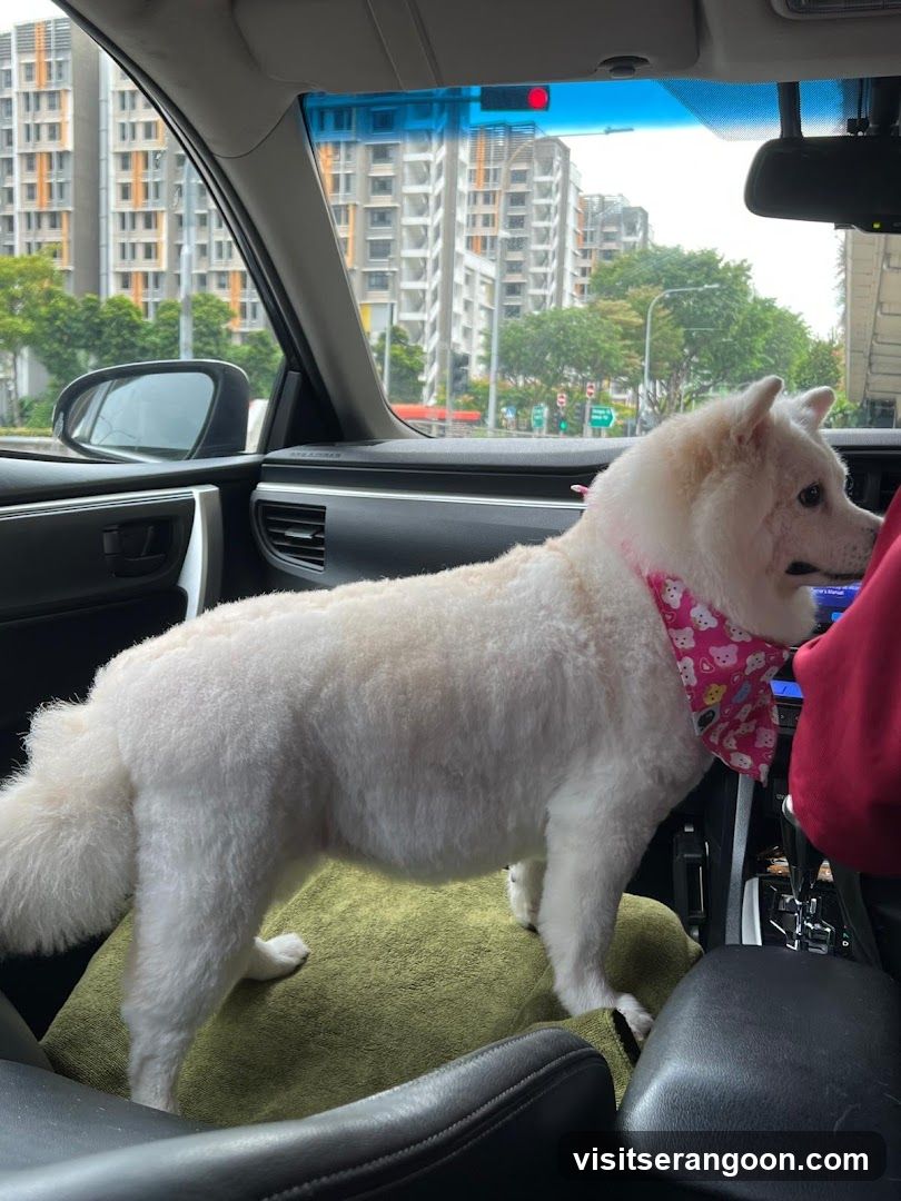 The Pets Workshop (Nex) - Dogs & Cats Grooming / Pet Spa Services in Serangoon Nex Mall