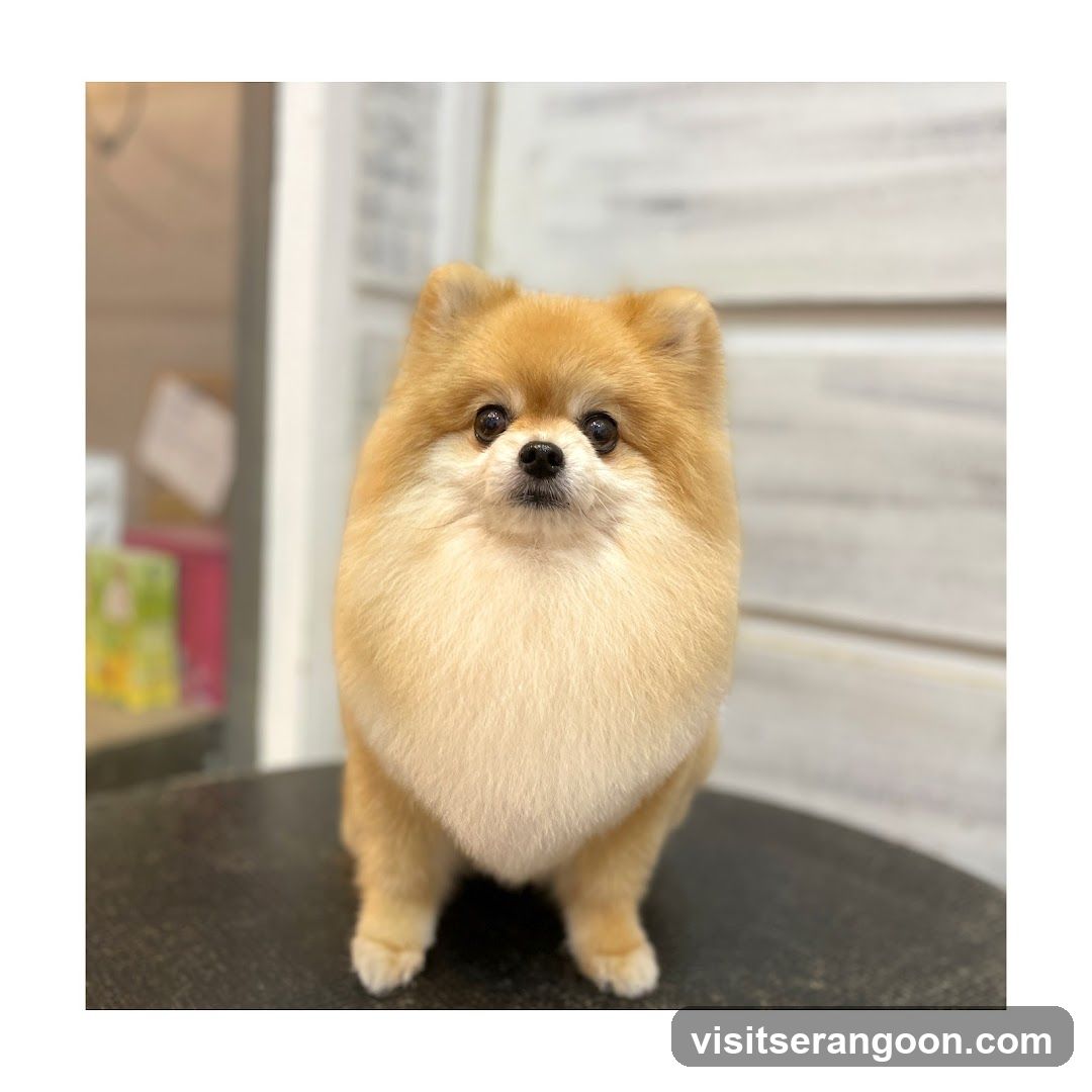 The Pets Workshop (Nex) - Dogs & Cats Grooming / Pet Spa Services in Serangoon Nex Mall