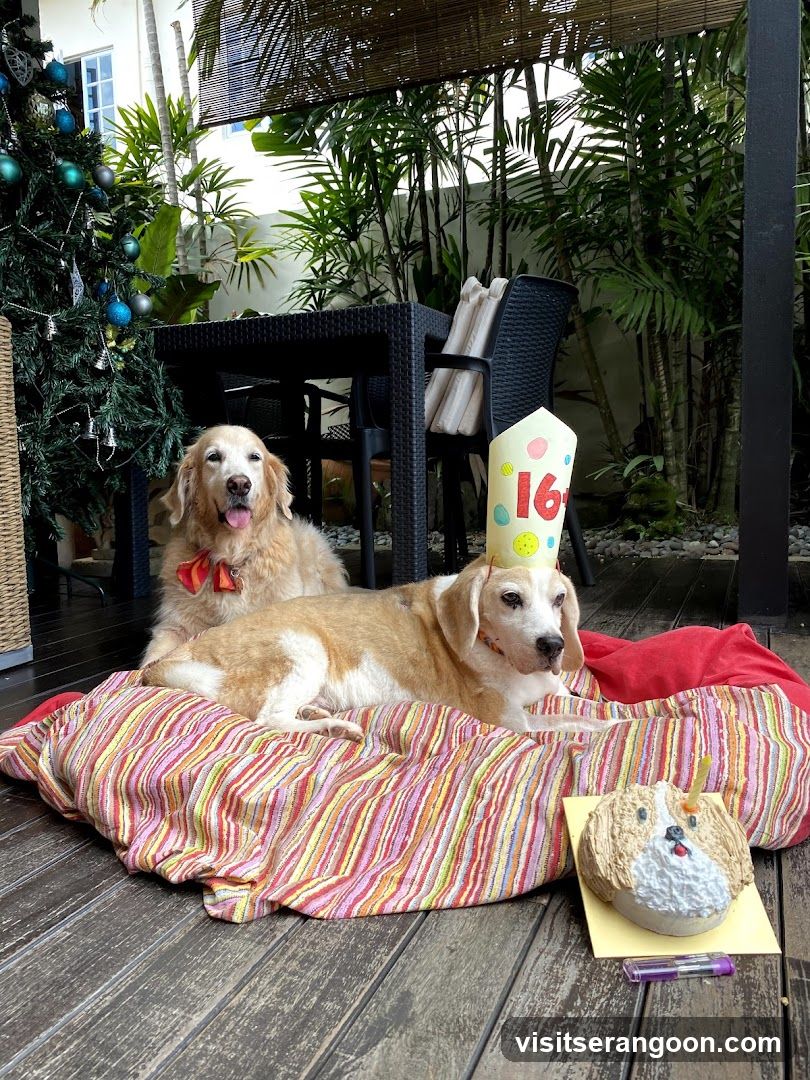 US Dog Bakery Pte Ltd - NEX THE PET SAFARI