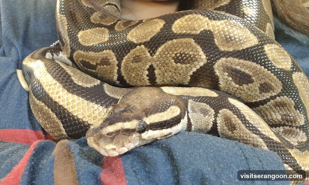 Ball Python