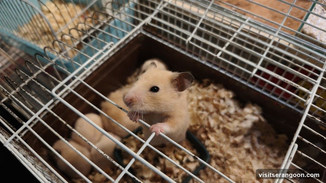Hamster in Cage