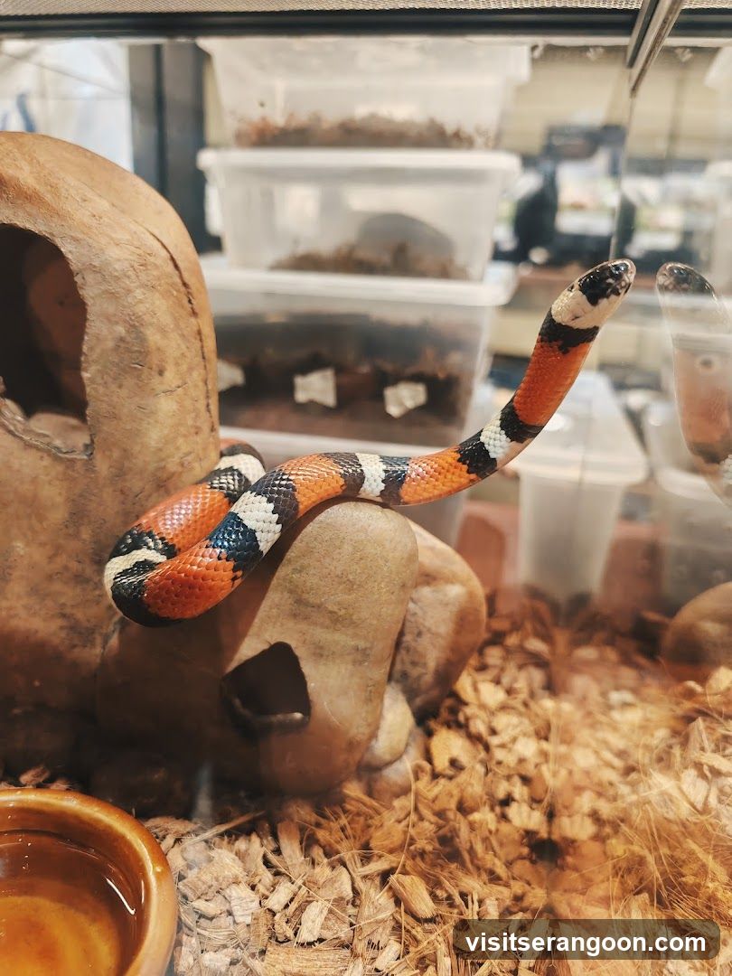 Snake in enclosure