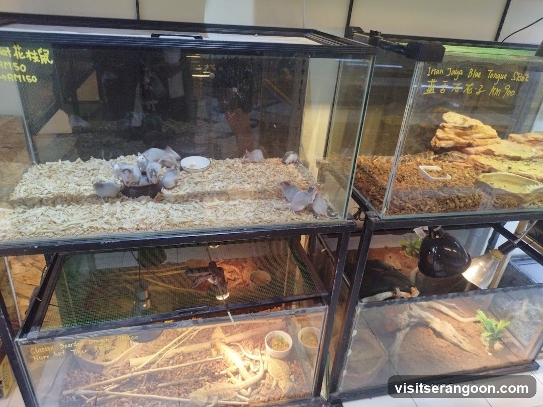 Pet Store Display Tanks