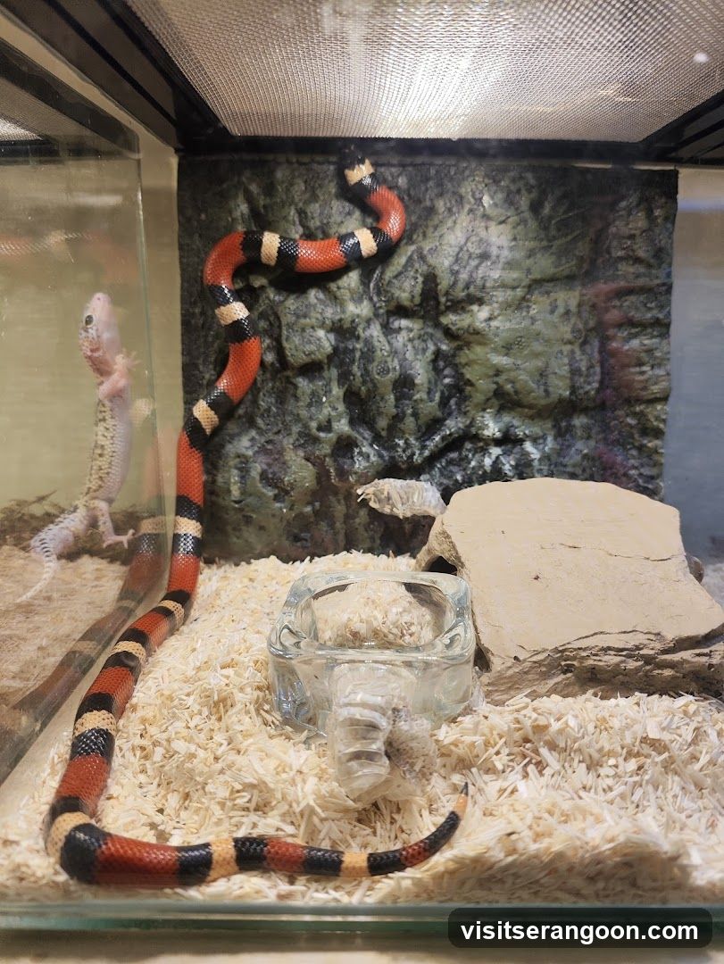 Snake and Gecko in Terrarium