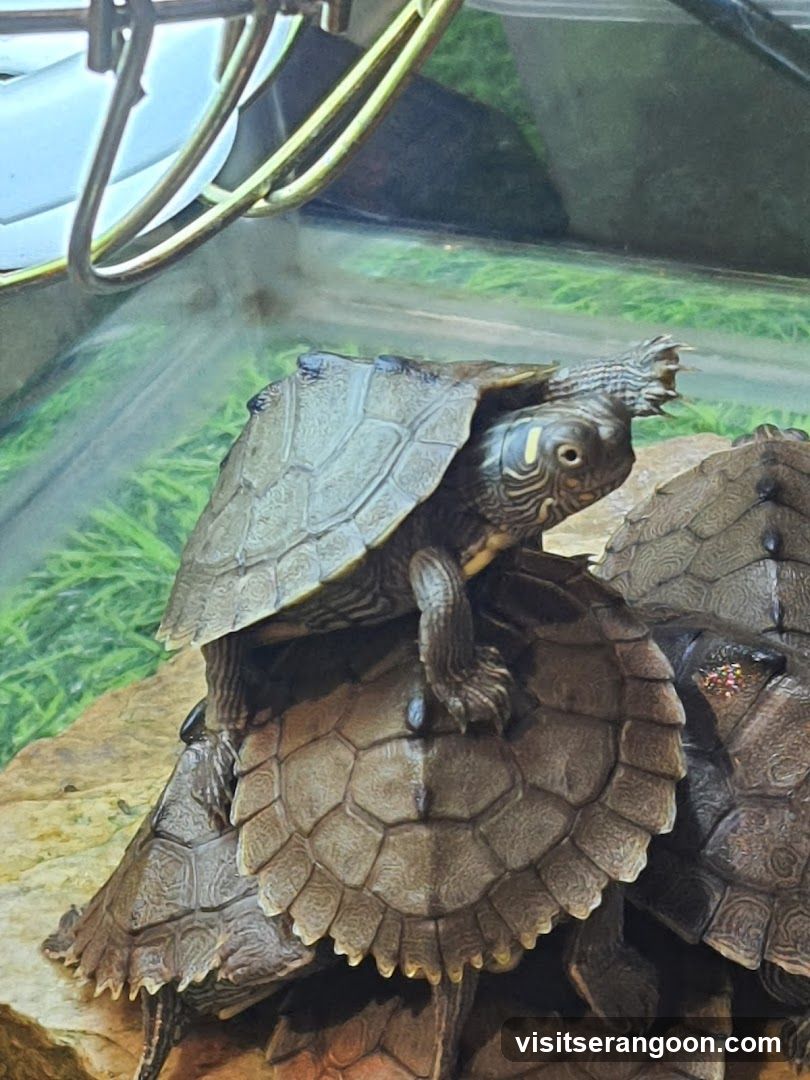 Turtles in an enclosure