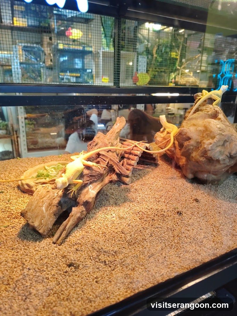 Reptile Habitat