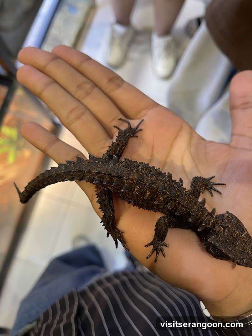 Thorny Dragon on Hand