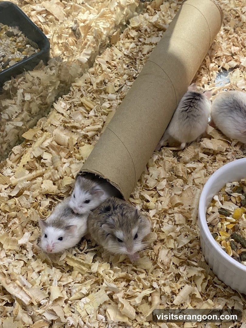 Hamsters in bedding