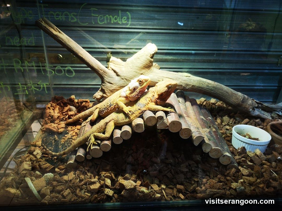 Bearded Dragons in Enclosure