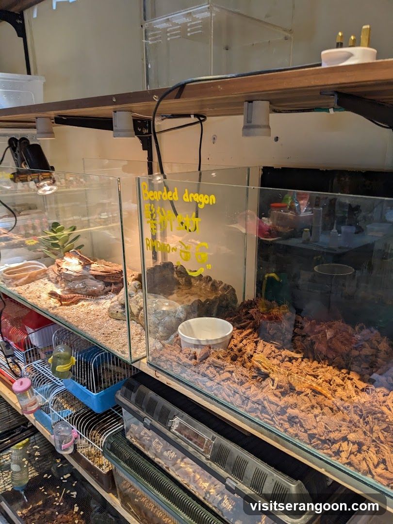 Reptile Enclosures