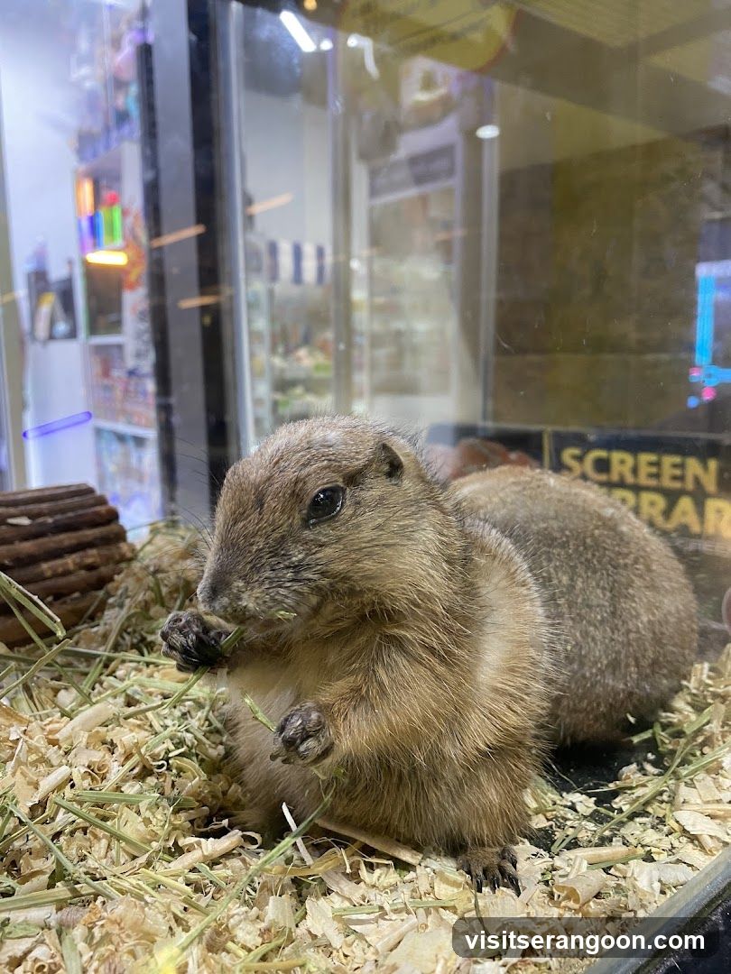 Prairie Dog Eating Grass