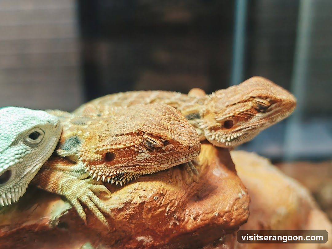 Three Bearded Dragons