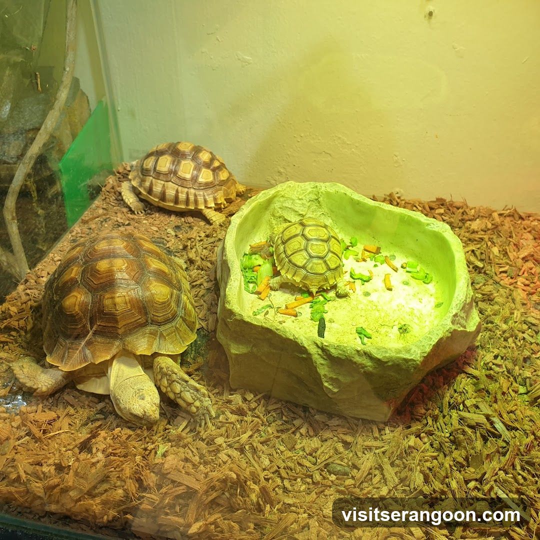 Three tortoises in a habitat