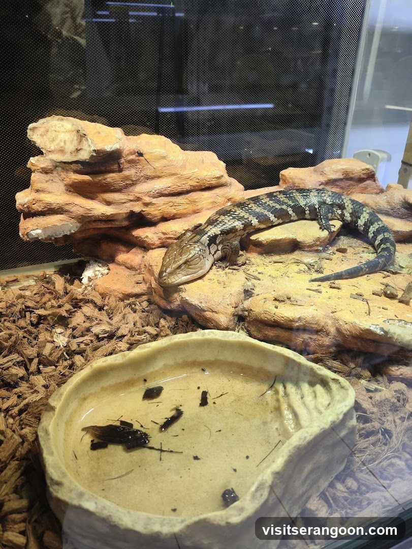 Blue-tongued Skink in Terrarium