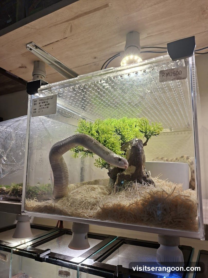 Snake in enclosure