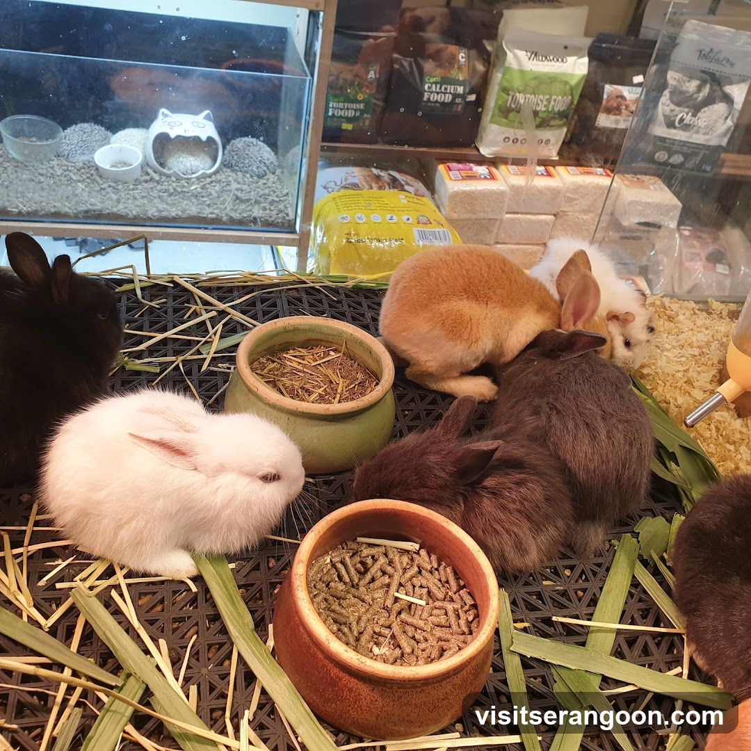 Small Animals and Pet Food