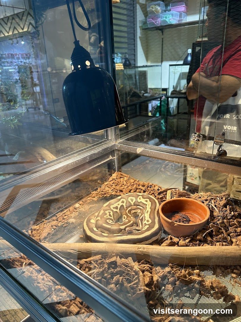 Snake in enclosure