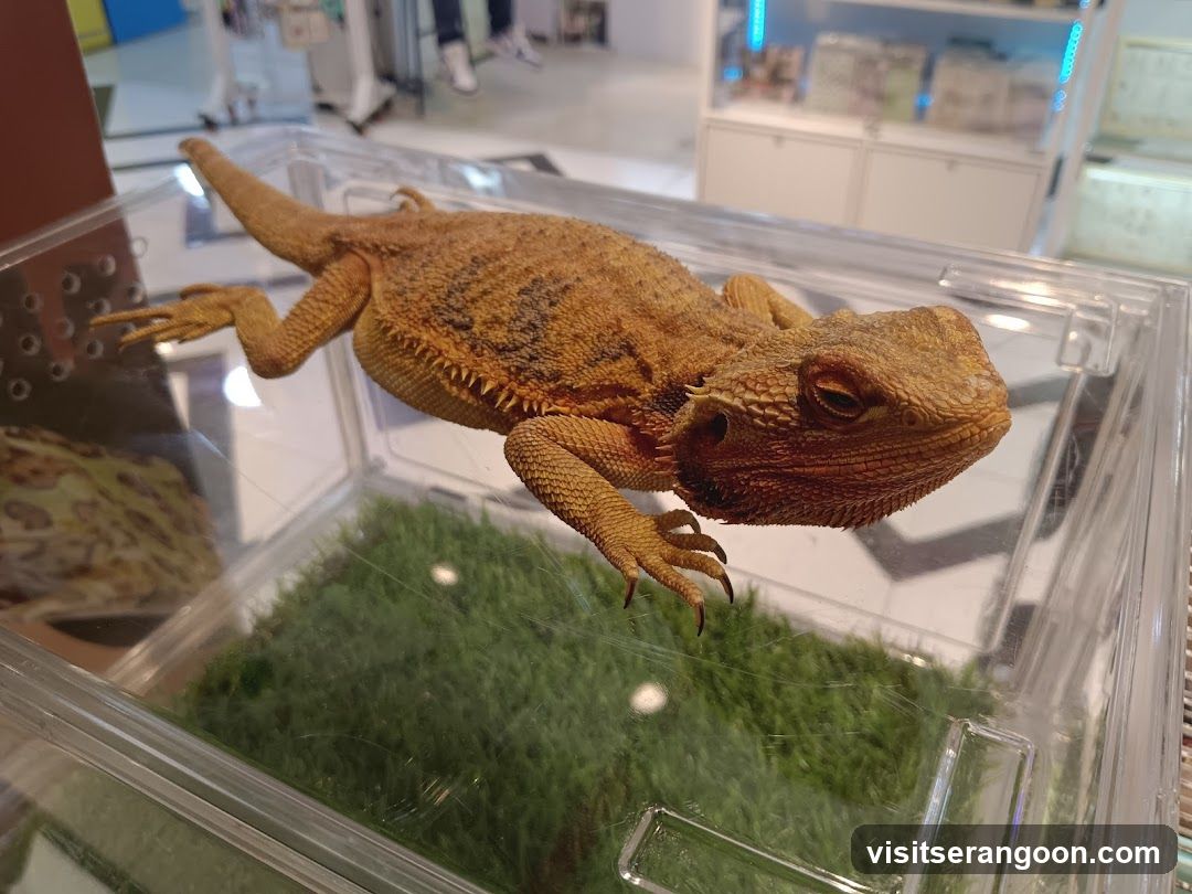 Bearded Dragon in Enclosure