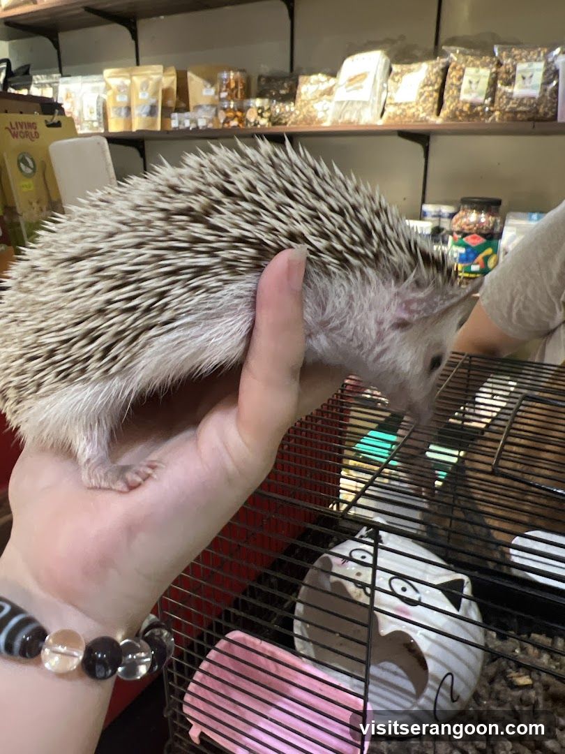 Hedgehog in a Pet Store