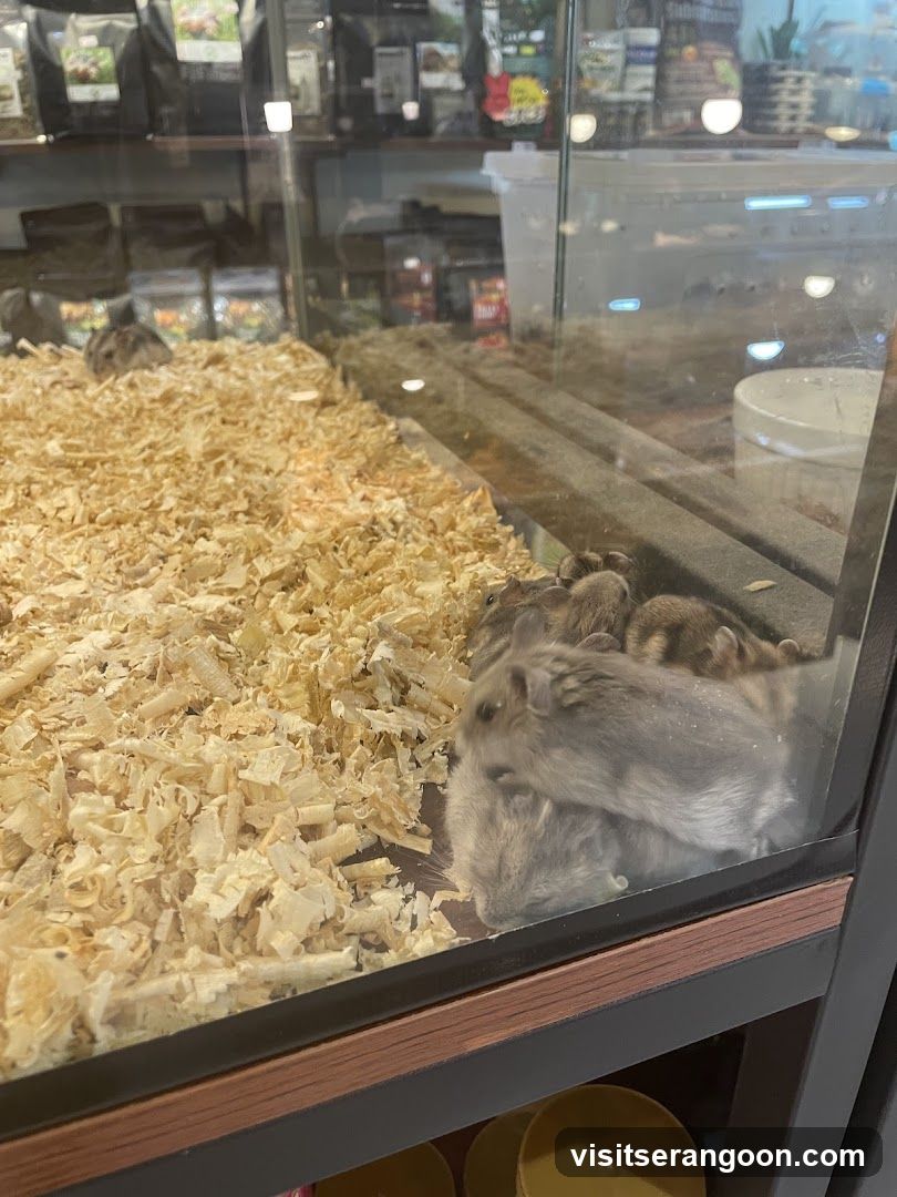 Hamsters in a Display Case